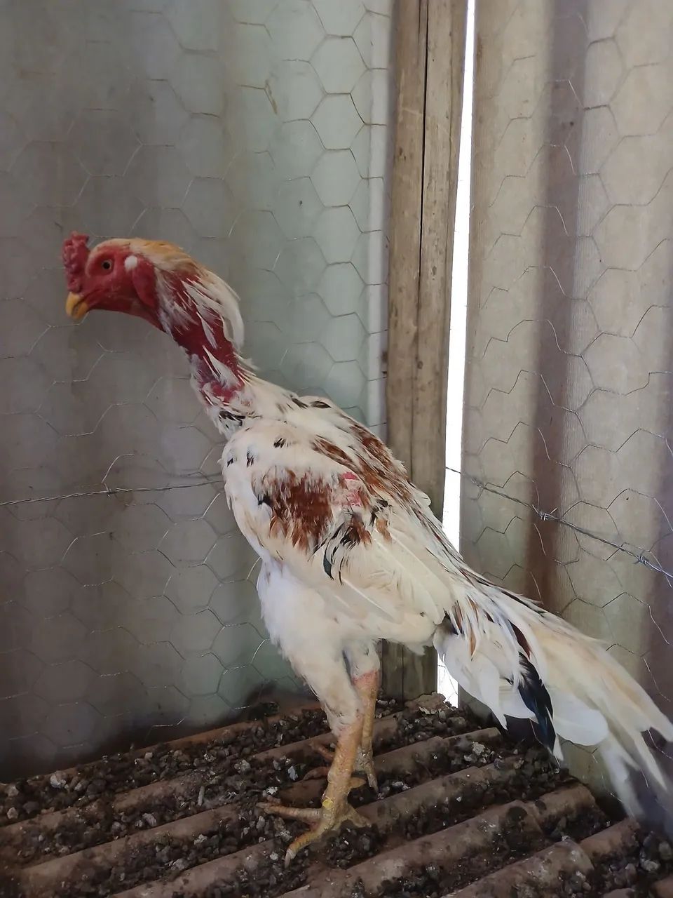 Frango Mura