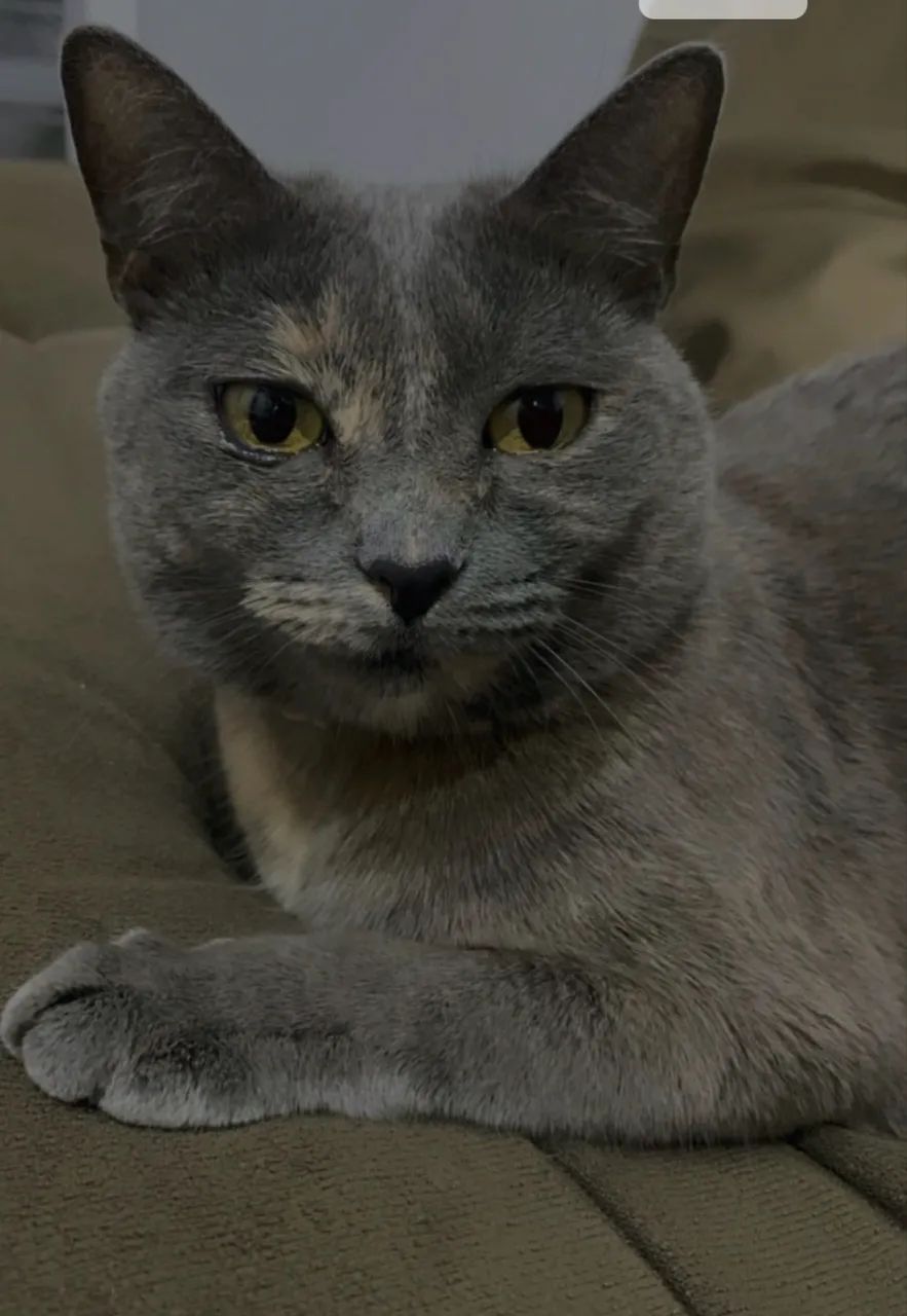 Doação de gatas castradas  - Foto 5