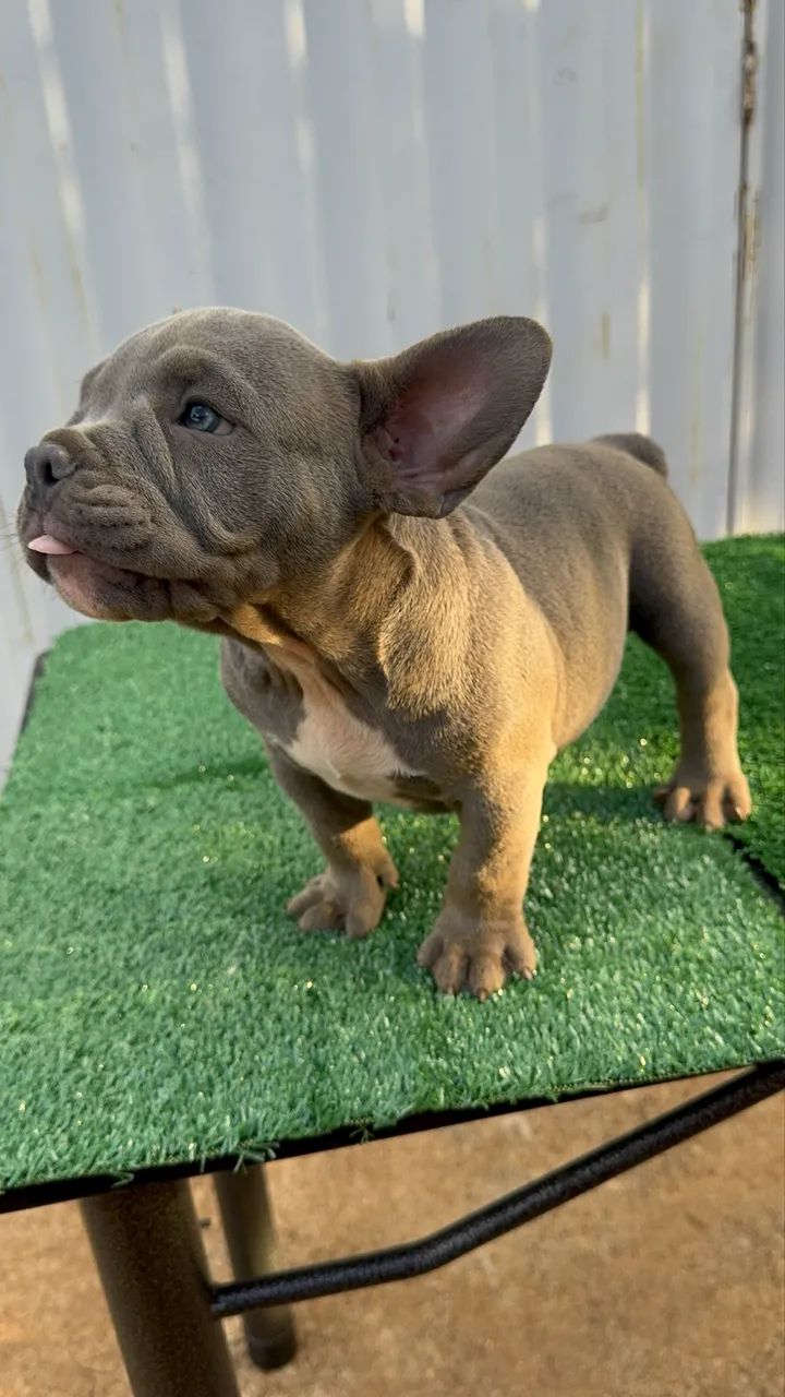 American Bully Exótico - Foto 2