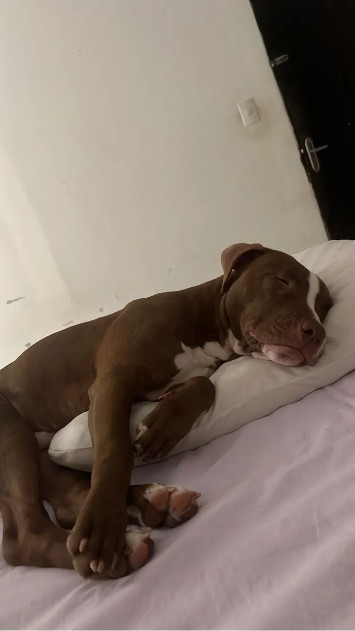 Procurando um lar ?