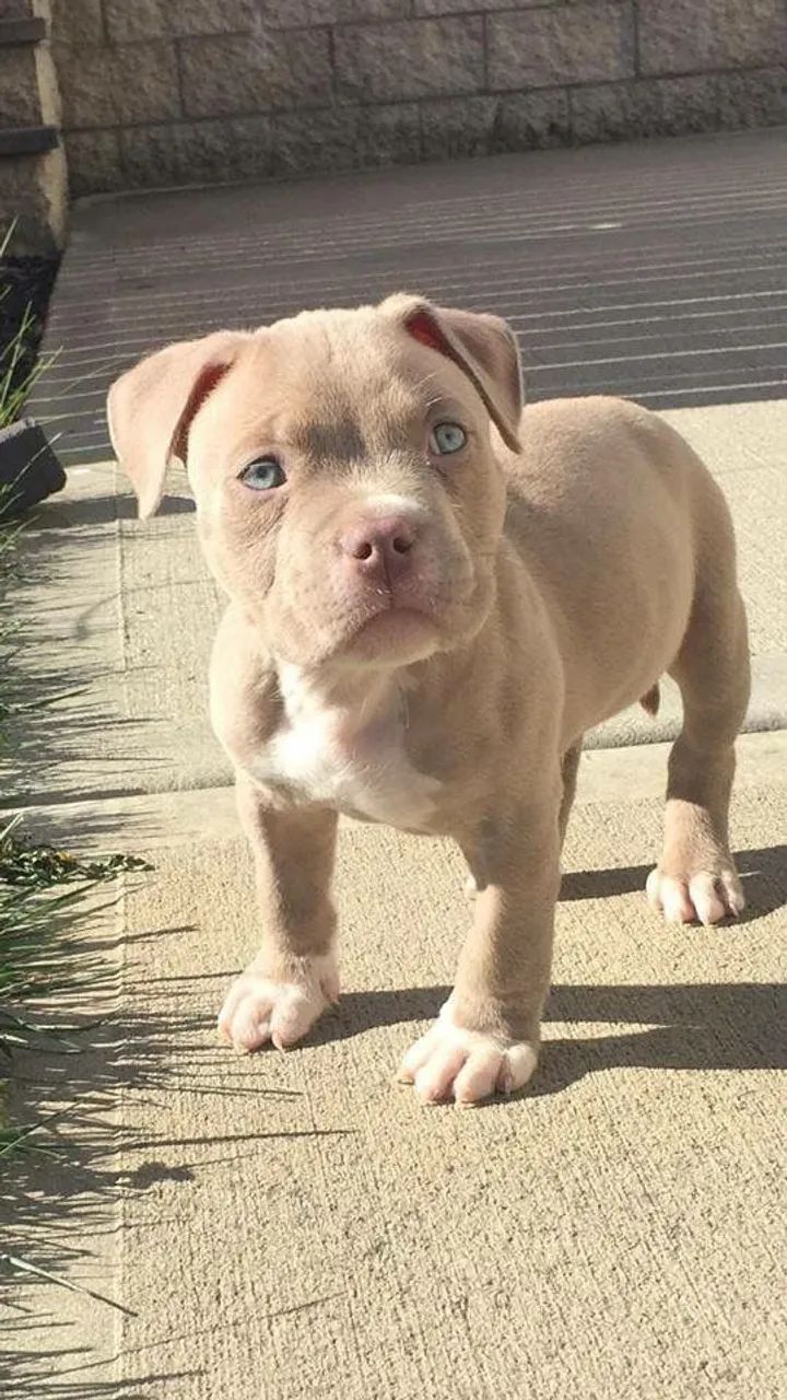 Doação cachorro