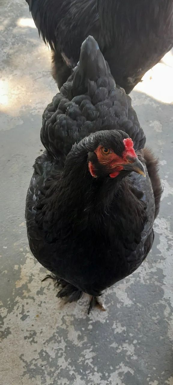 Casal brahma Black  - Foto 5