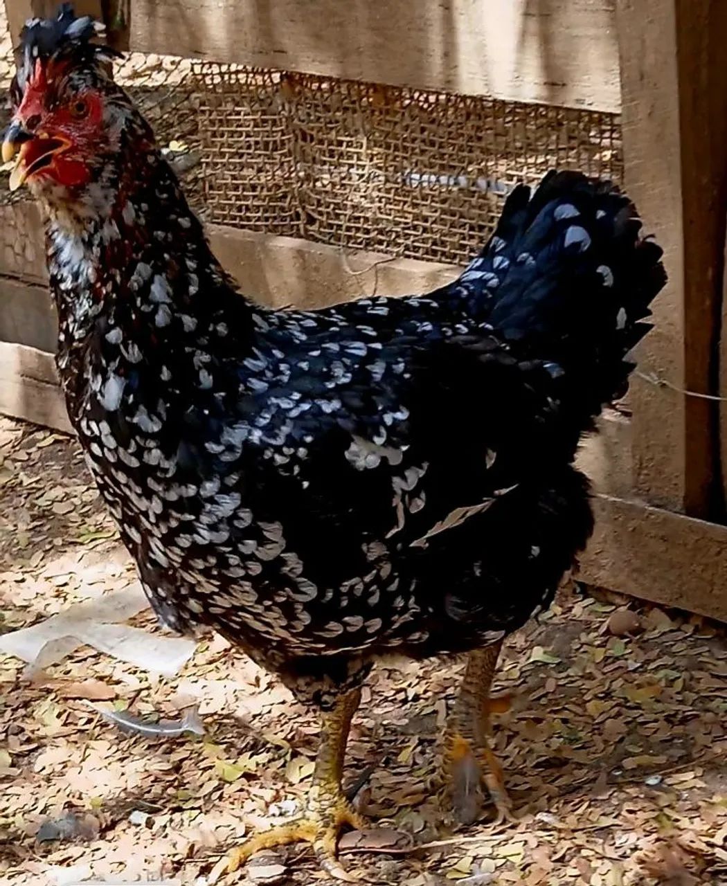 galinha gsb puras. - Foto 3