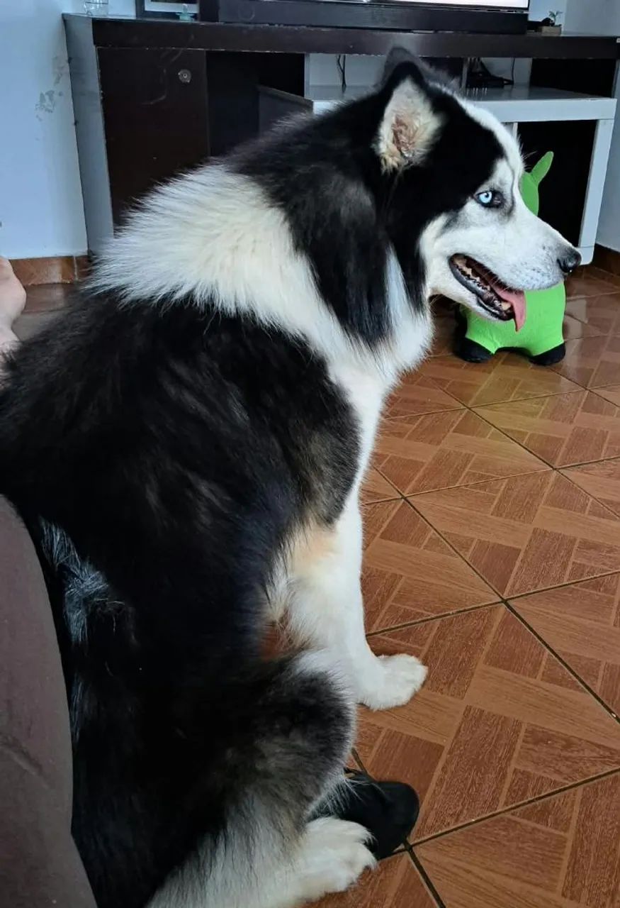 Husky Siberiano - Foto 5