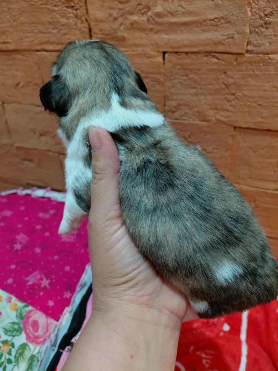 Shih Tzu Macho - Foto 4