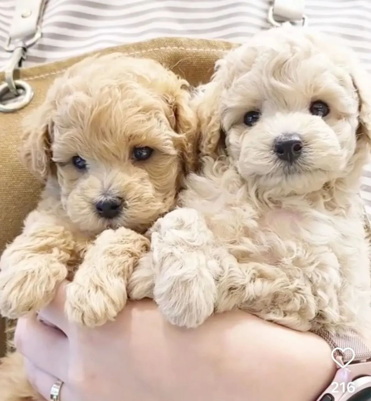 Poodle machinho com garantia 
