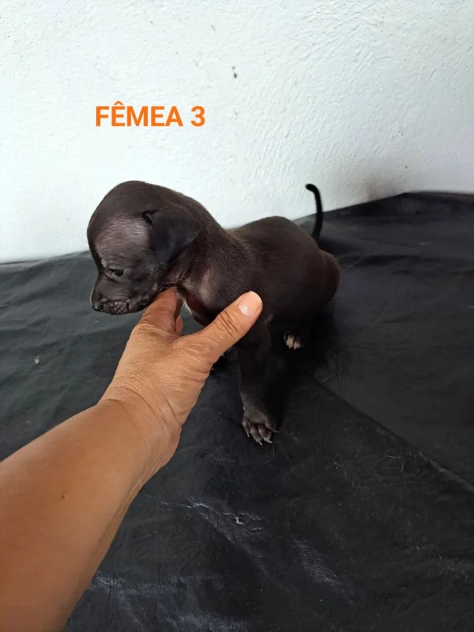 Cães Para Adoção  - Foto 3