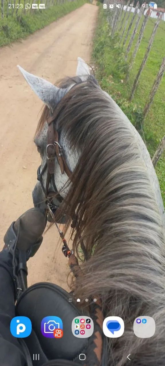 Cavalo mangalarga  - Foto 2