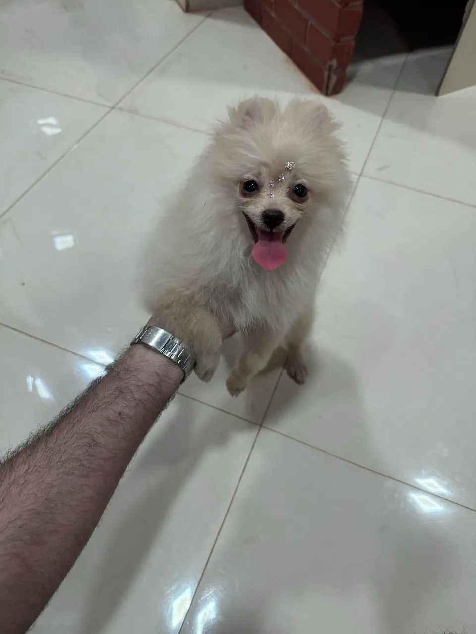 Filhote Spitz Alemão  - Foto 3