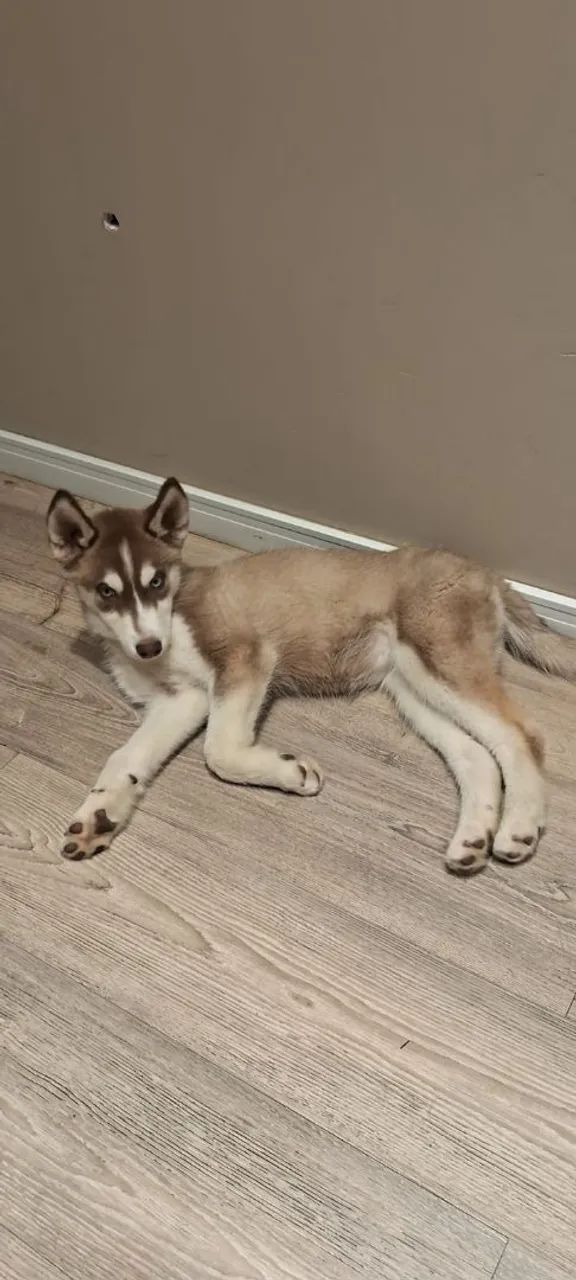 Filhotes de husky Siberiano  - Foto 3