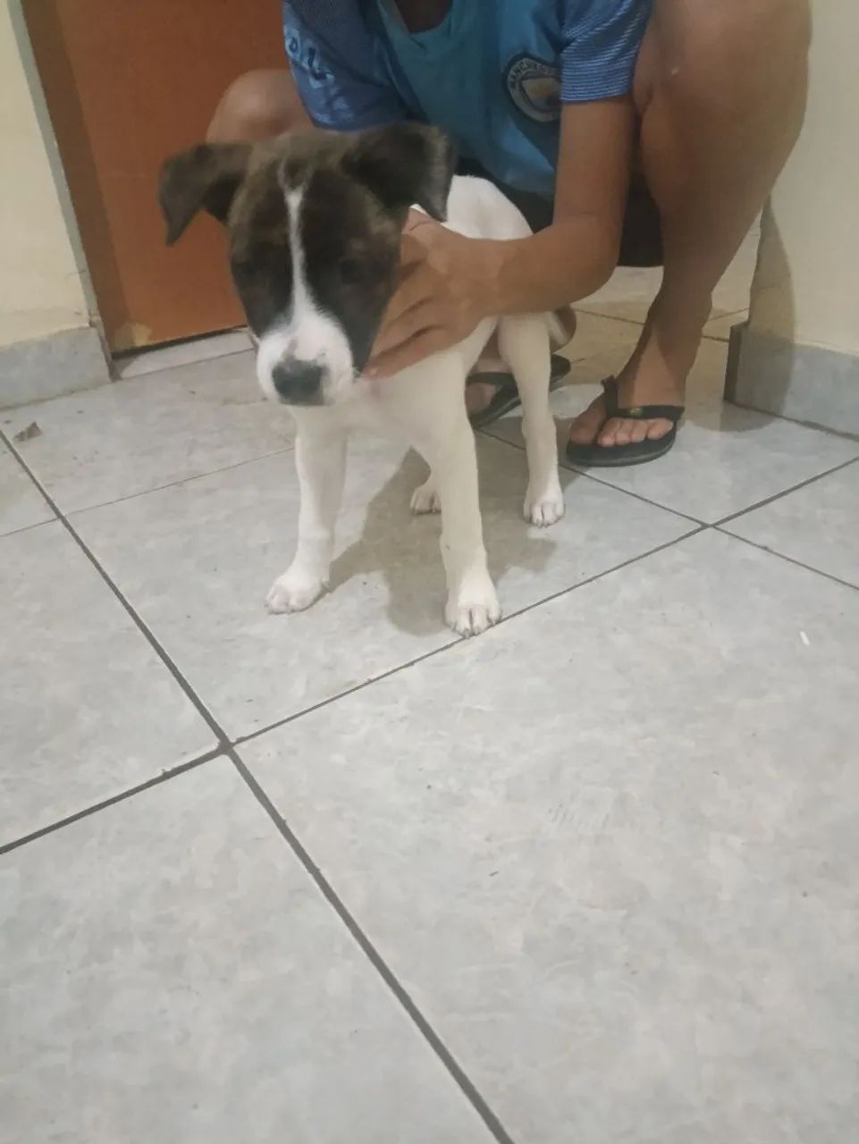 American staffordshire terrier  - Foto 2