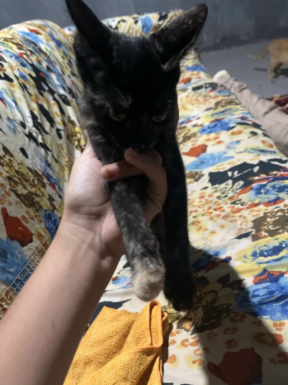 Doação de gatas - Foto 3
