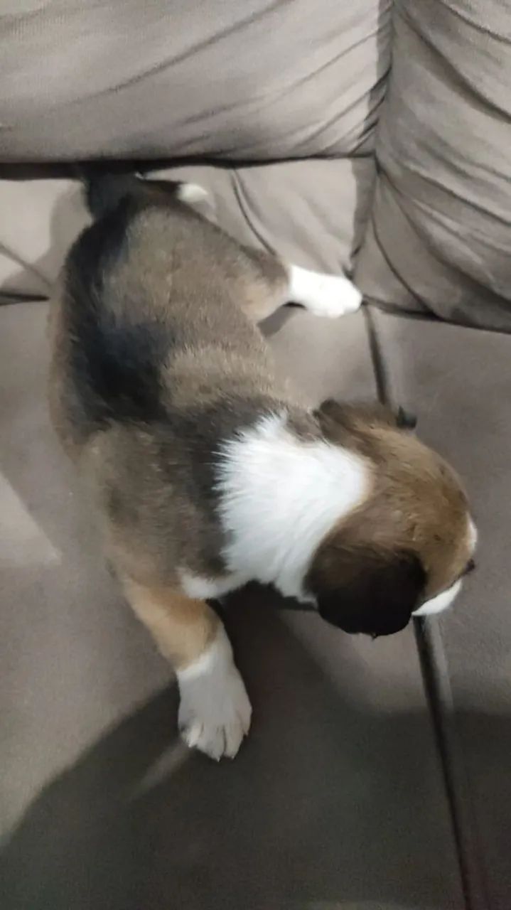 Filhotes de cachorro ? - Foto 4