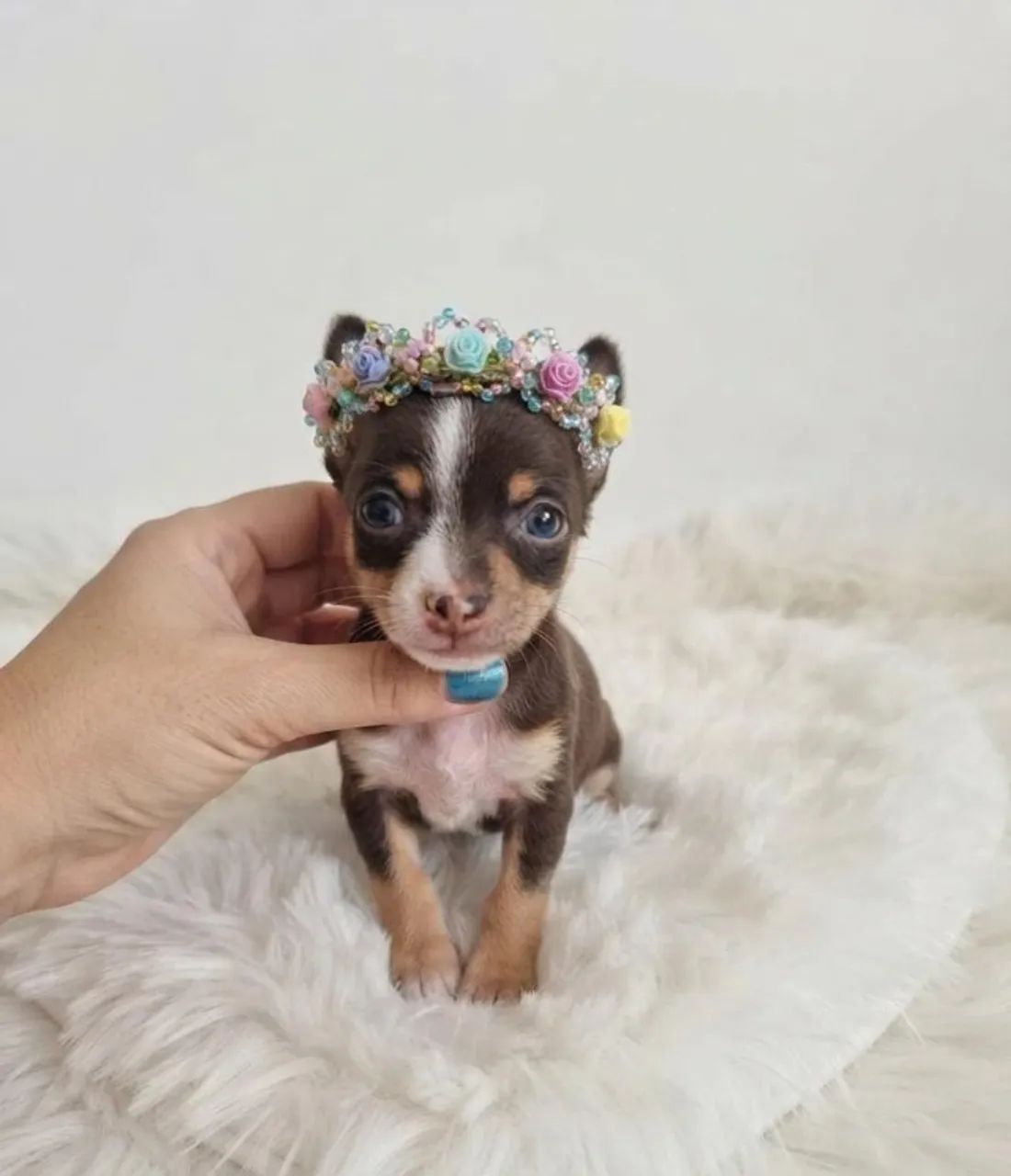 Pinscher princesa encantadora