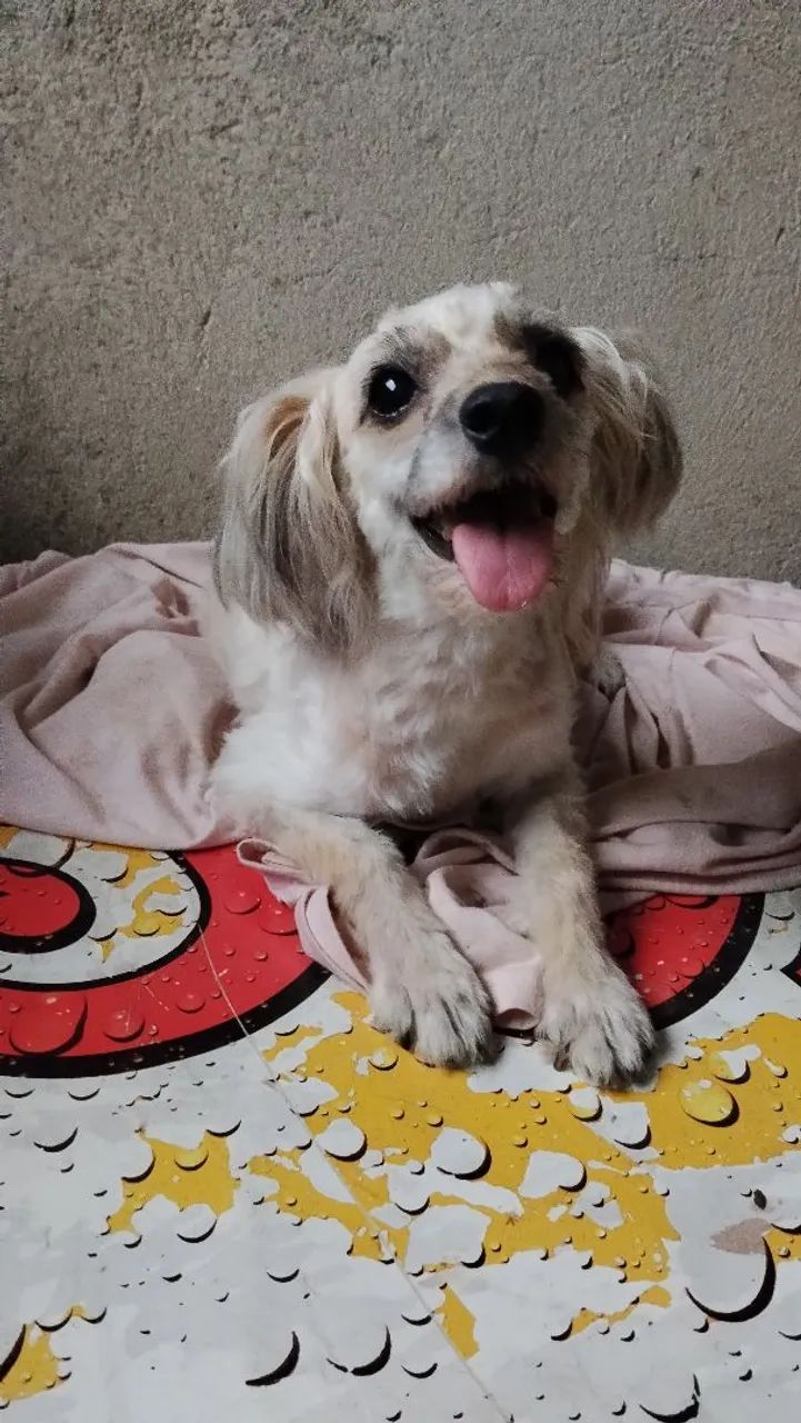 Poodle doação 