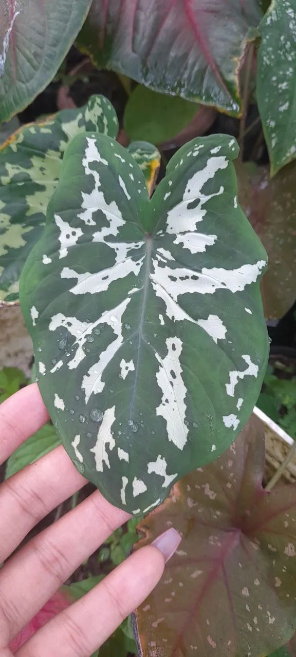 Caladium militar  - Foto 2