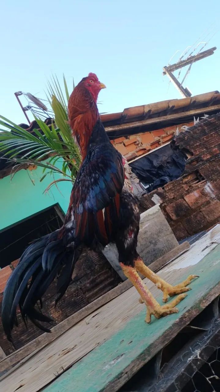 Galo - Foto 2