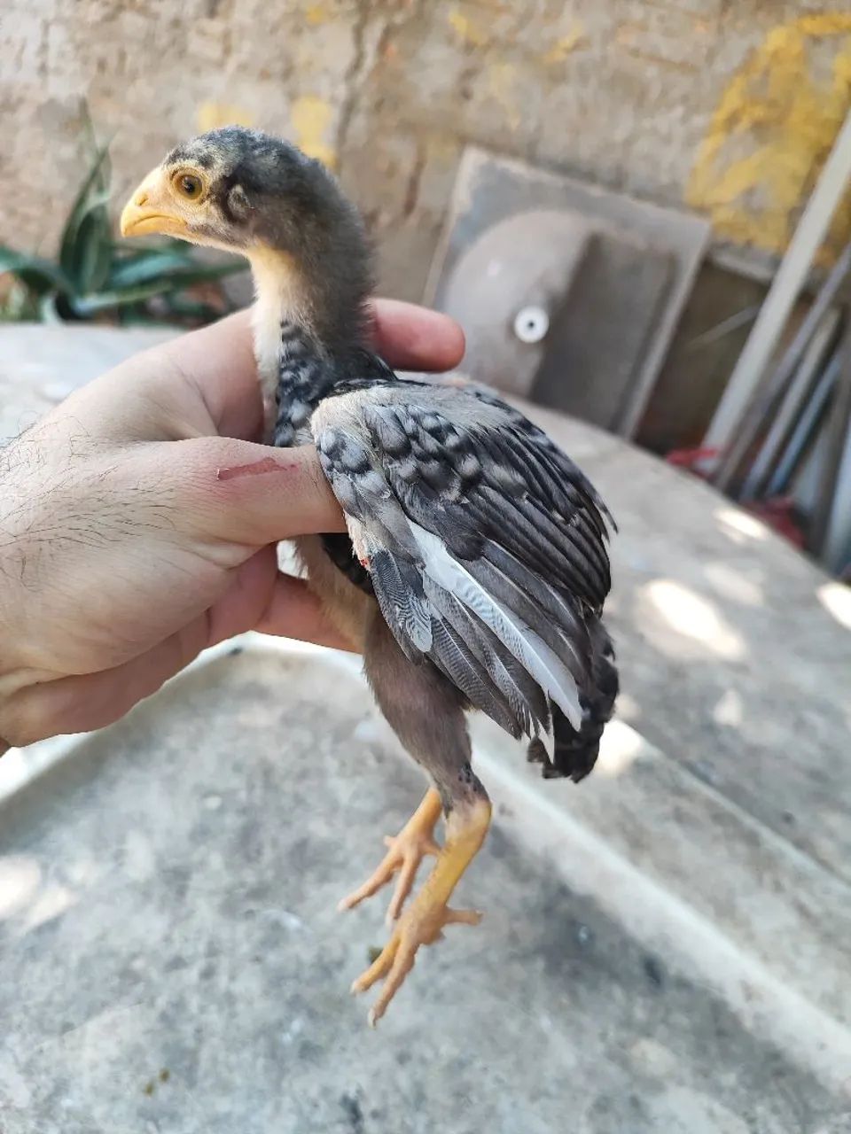 Vendo raça Índio  - Foto 3