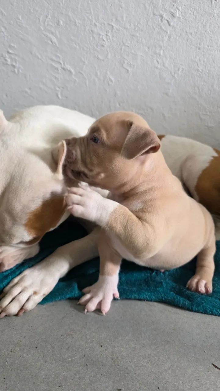 American Bully - Foto 5