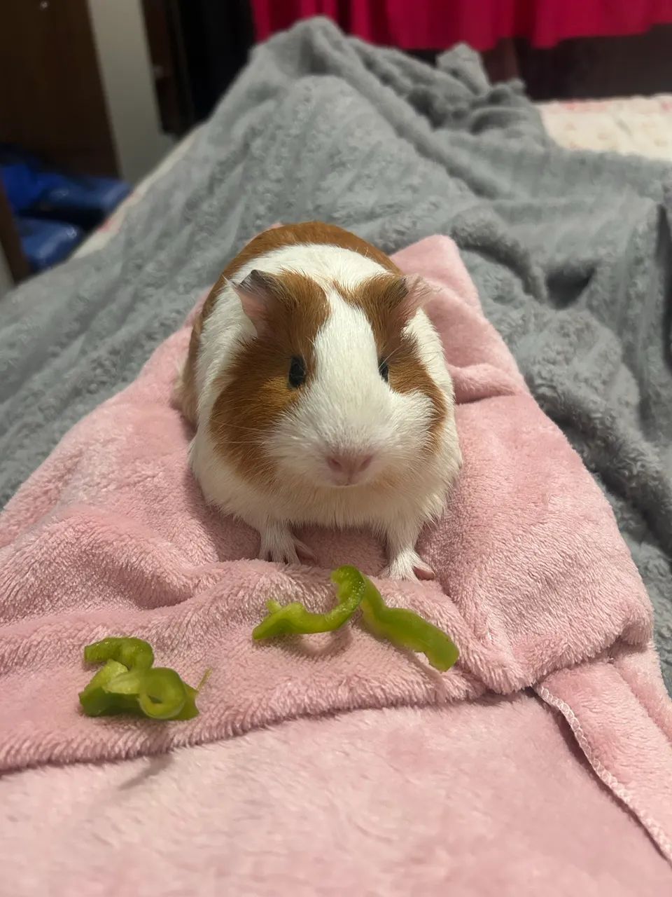 Doa-se porquinho da índia fêmea 5 meses 