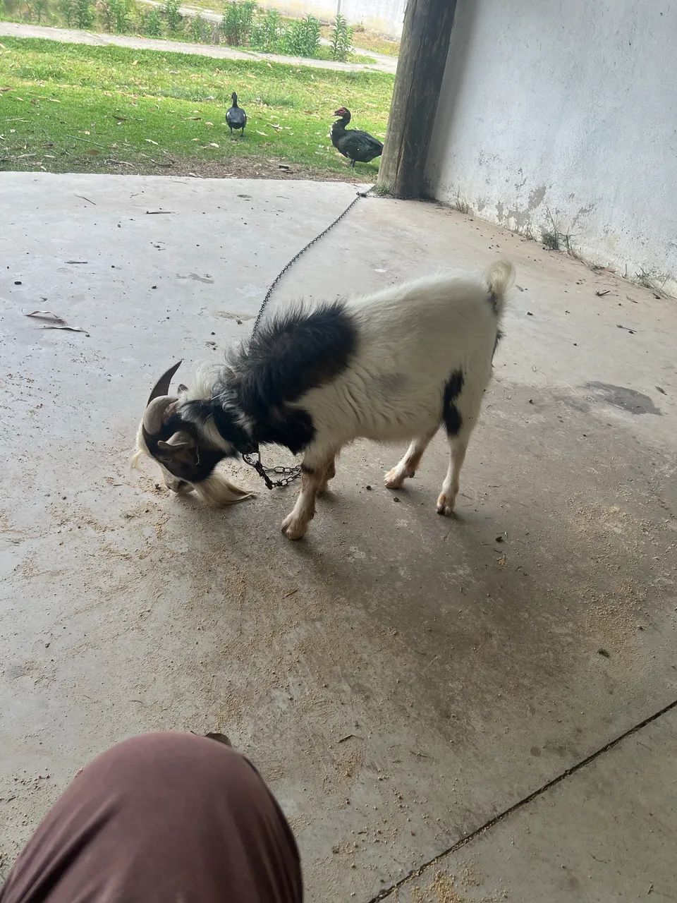 Vendo um bode pequeno - Foto 2