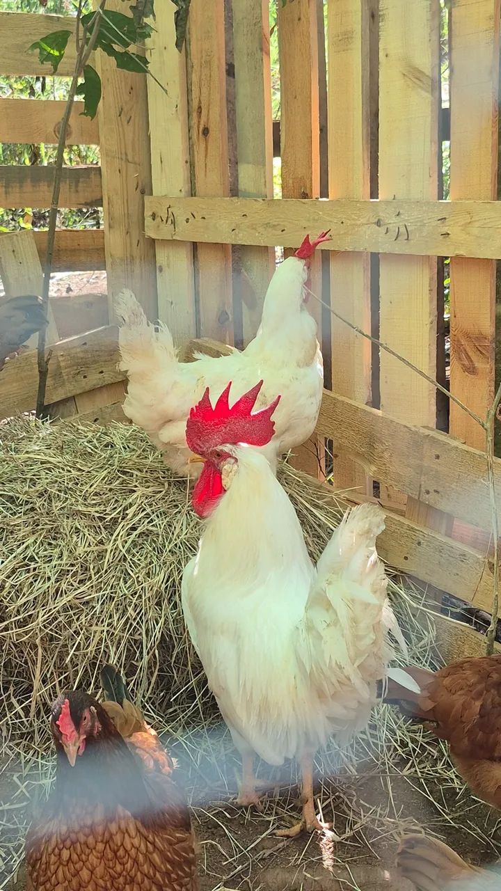 GALOS LEGHORN - Foto 4