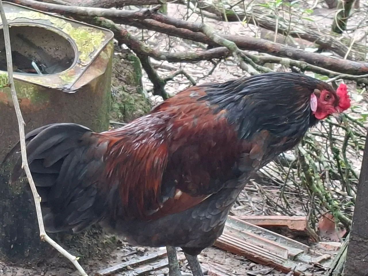 Frango Ameraucana  - Foto 4
