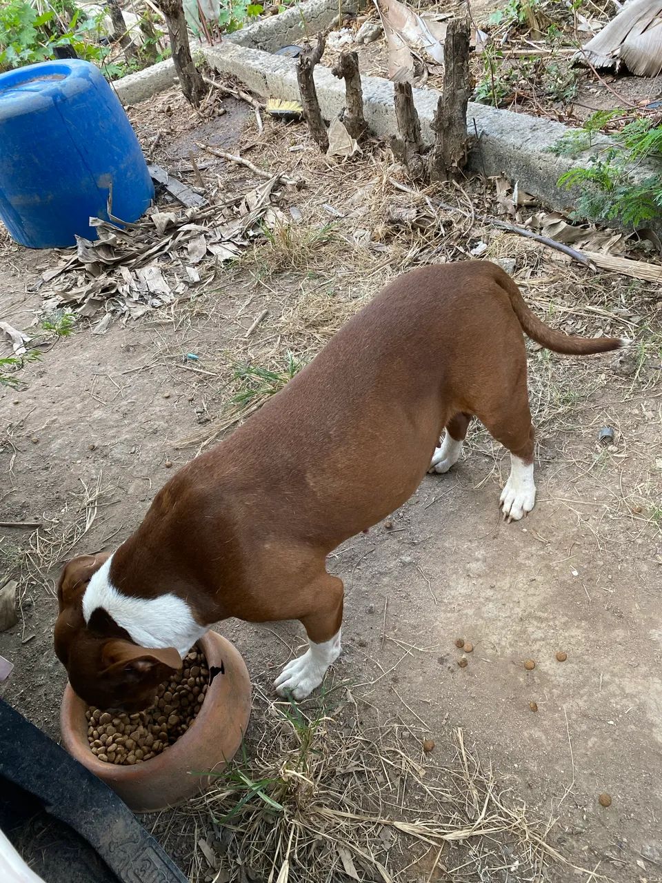 Pitbull Fêmea 