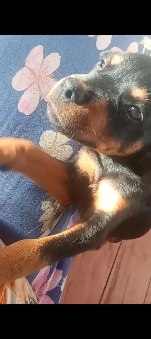 Rottweiler fêmea 