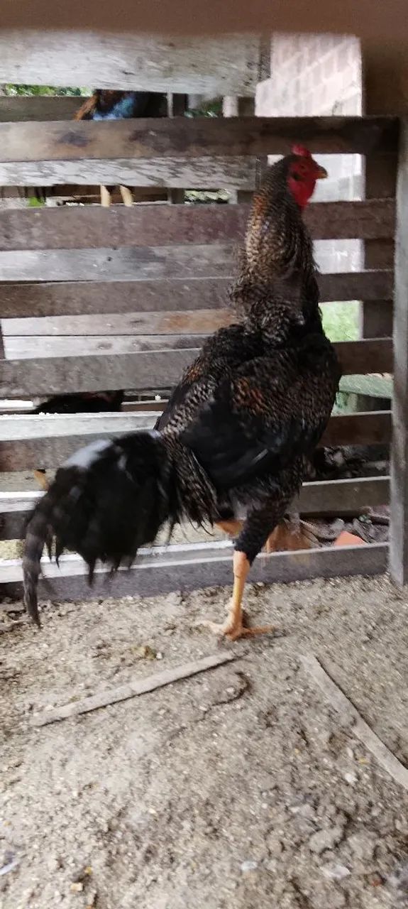 Frango Pedrez  - Foto 5