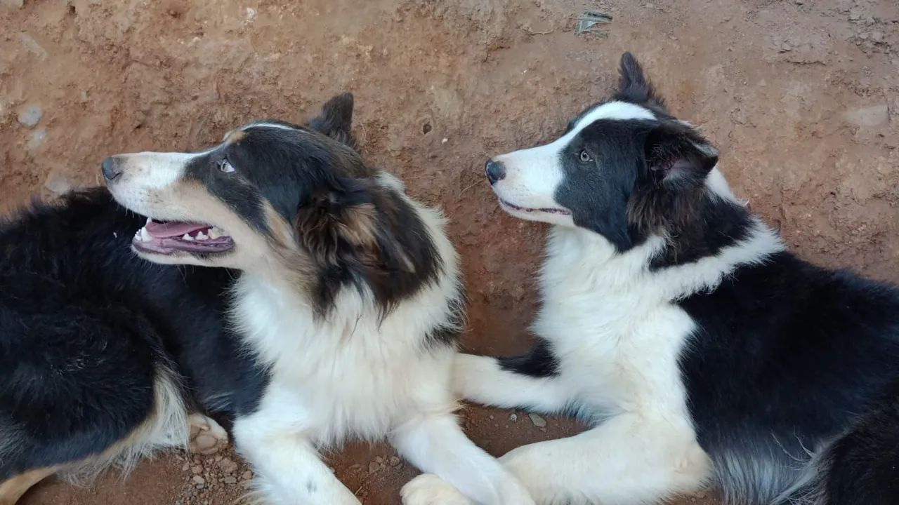 Doação de Border Collie  - Foto 2