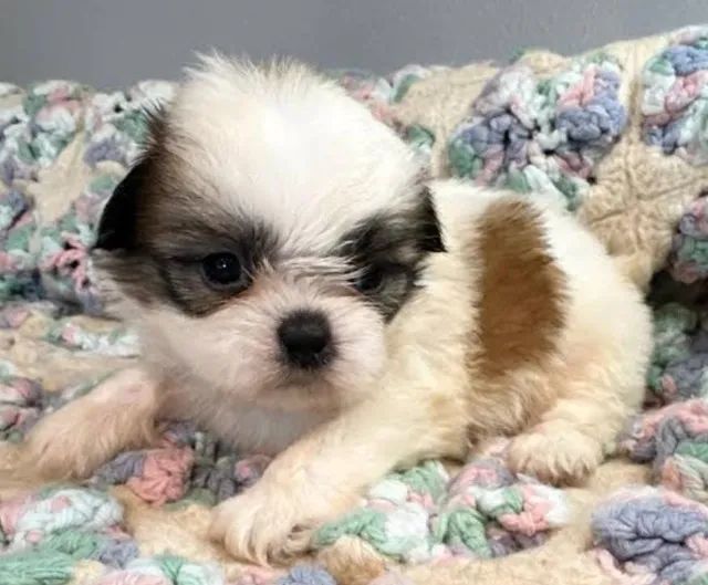 Lhasa Apso Filhotes Cores Variadas. 