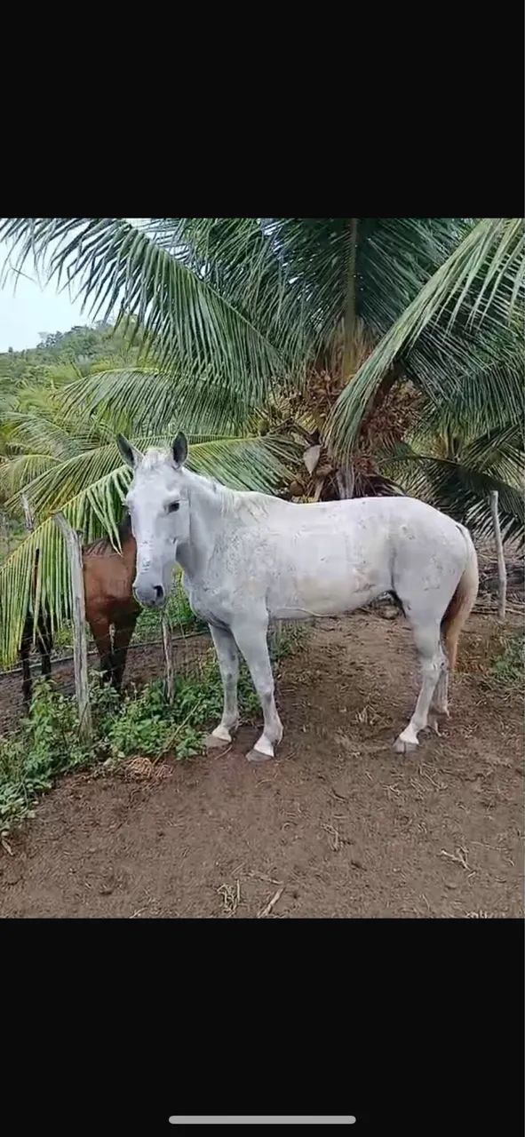 Égua baixeira boa de sela  - Foto 4