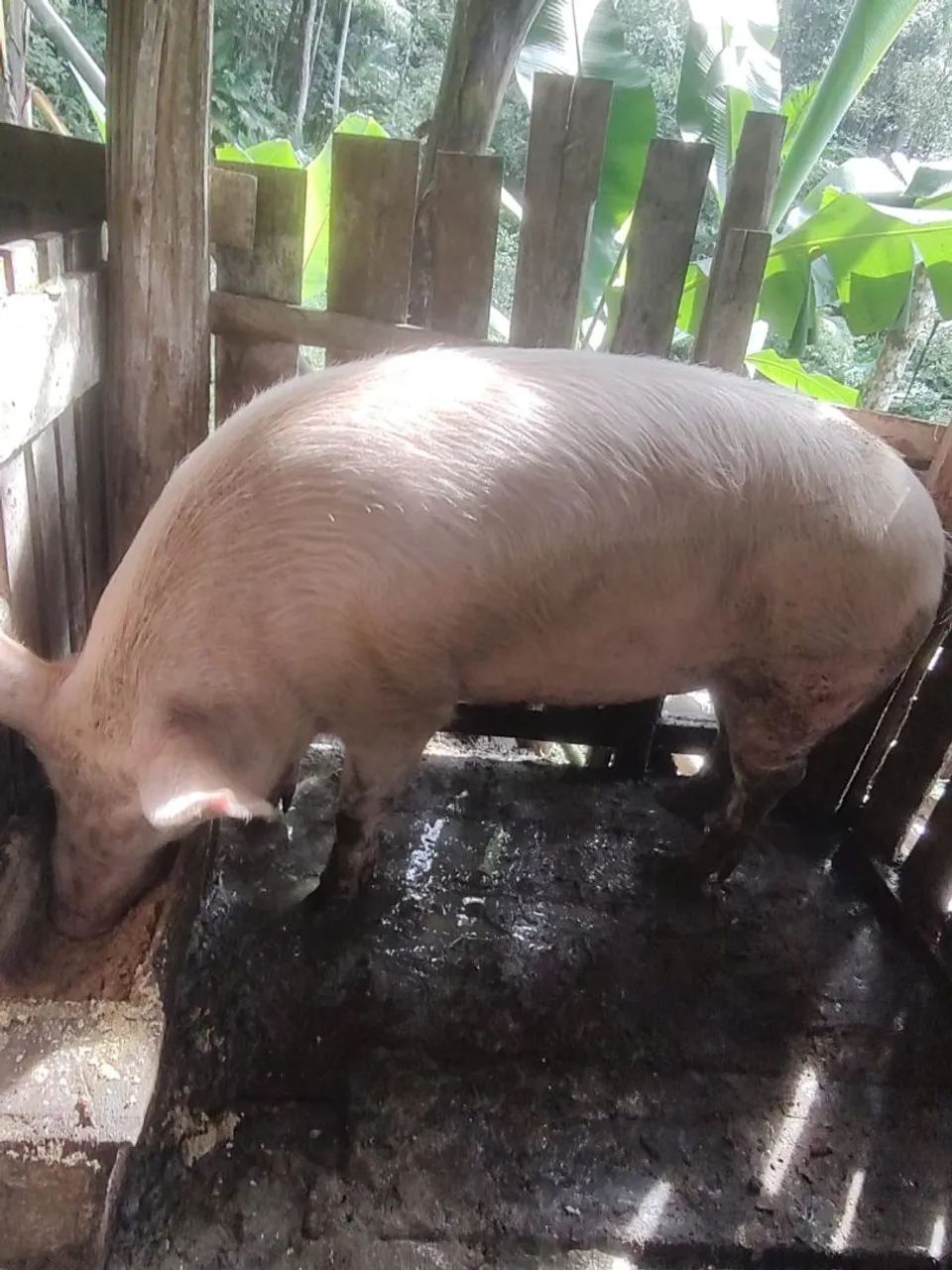 Venda de porco