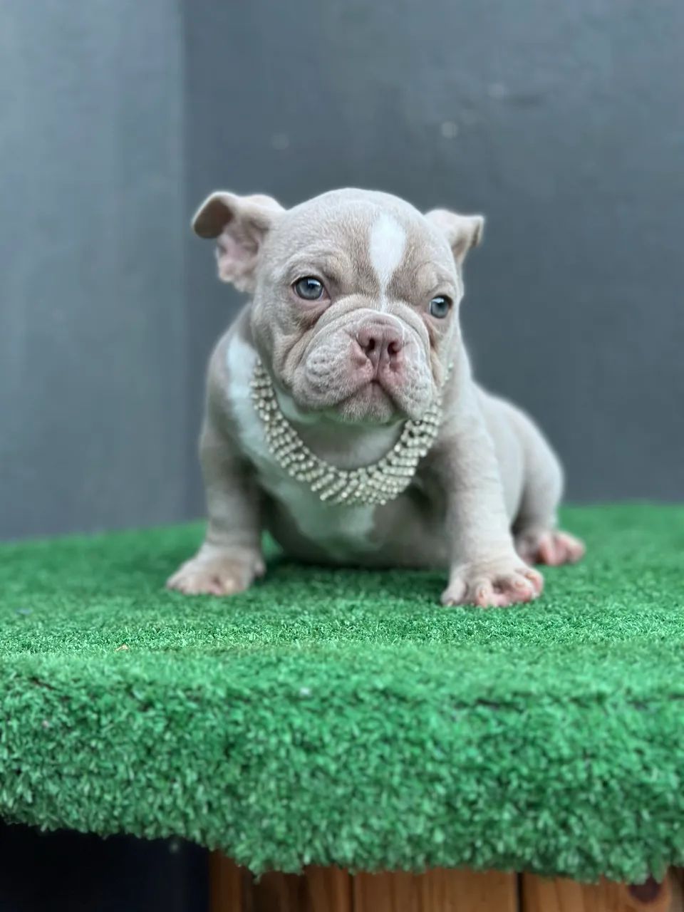 AMERICAN BULLY MICRO - FÊMEA 