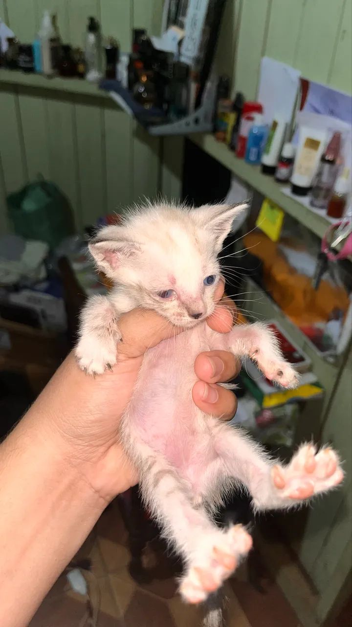 Gatos para adoção  - Foto 5