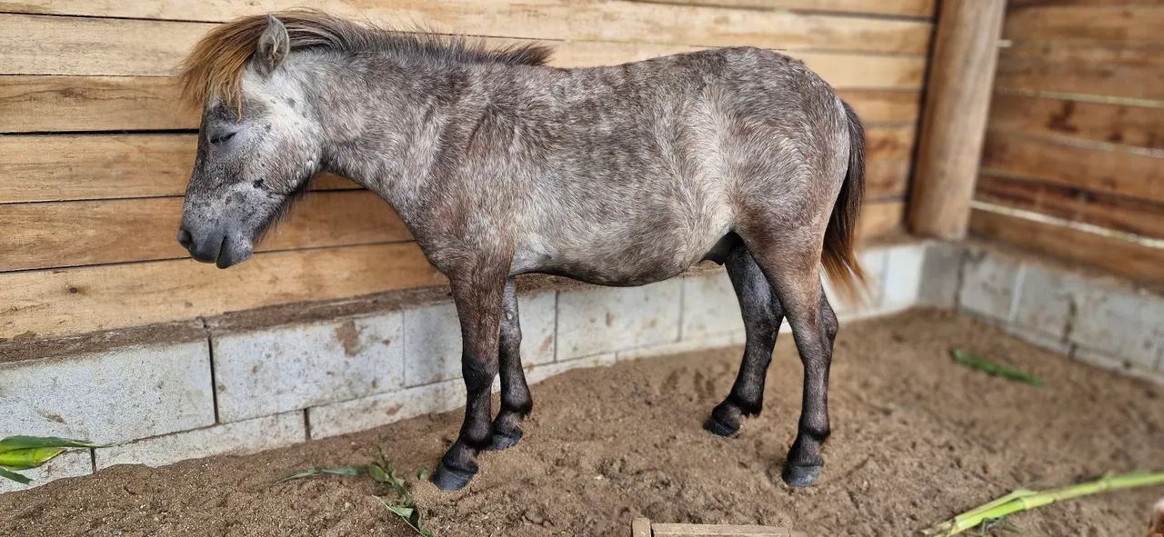 Pônei - Mini horse  - Foto 6
