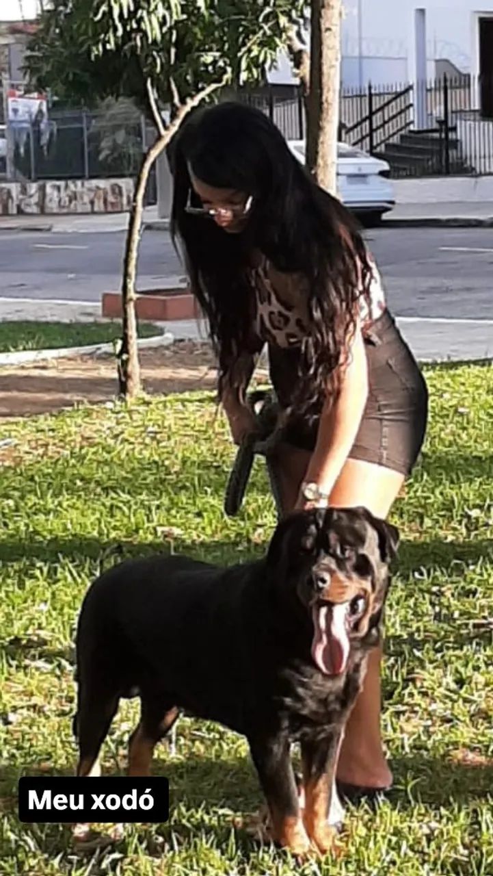 Doação de cachorro rotwaller 