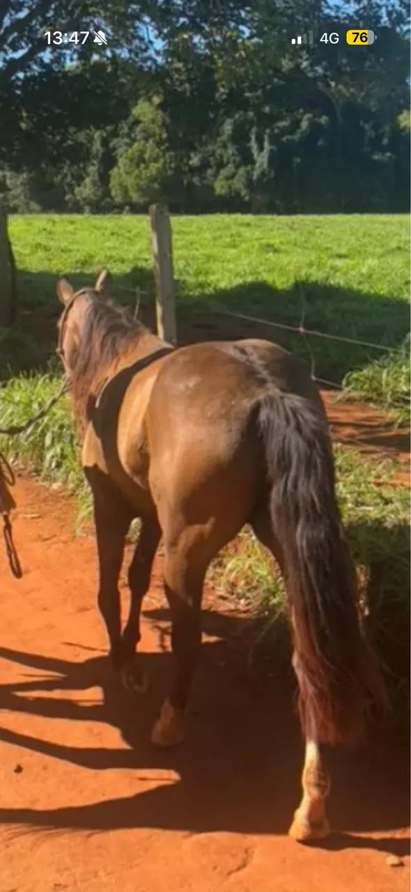Égua criola com quarto de milha - Foto 4