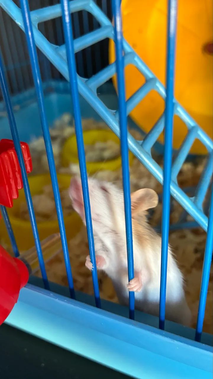 Hamster - Foto 4