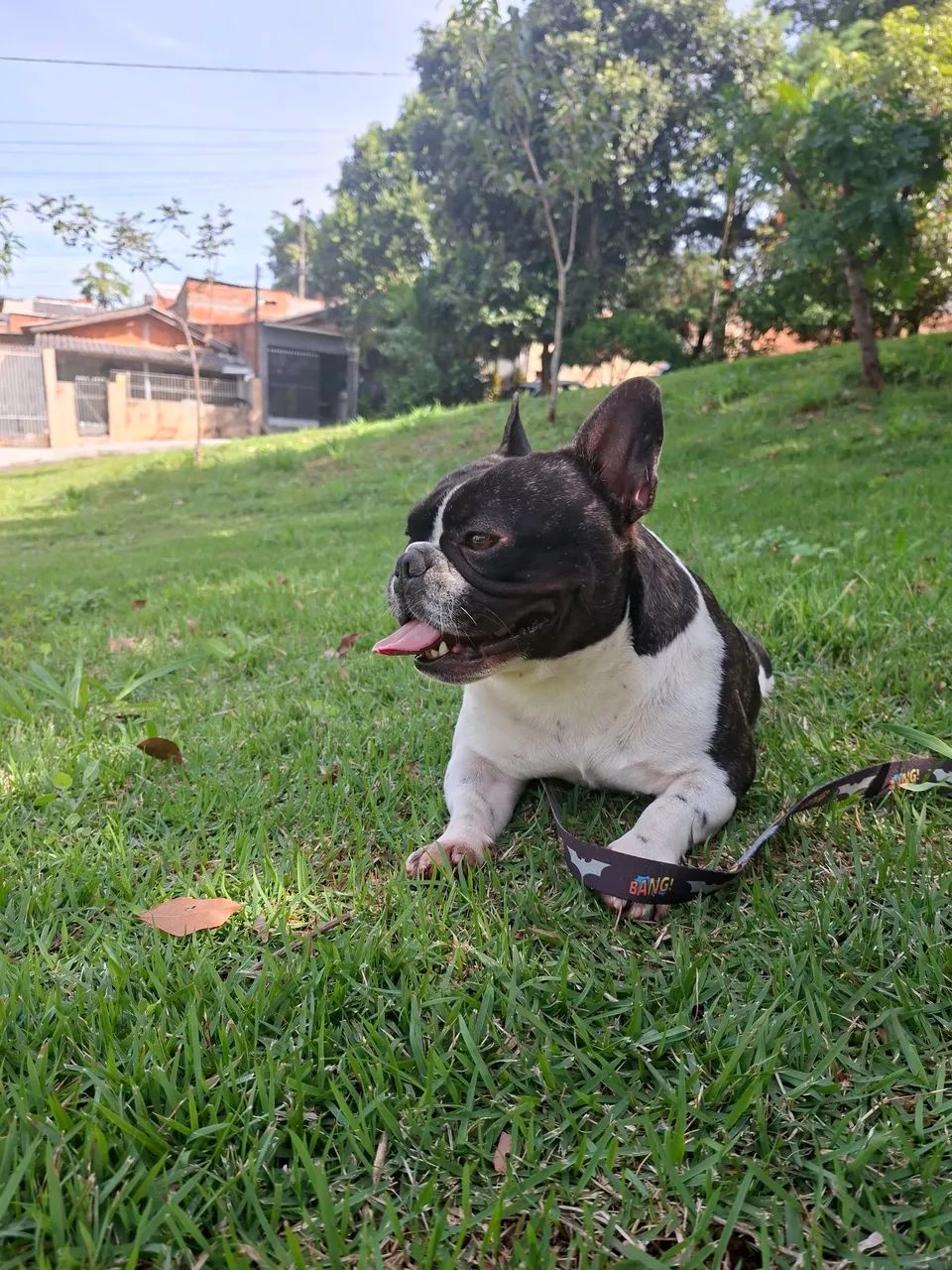 Buldogue francês mini procuro namorada