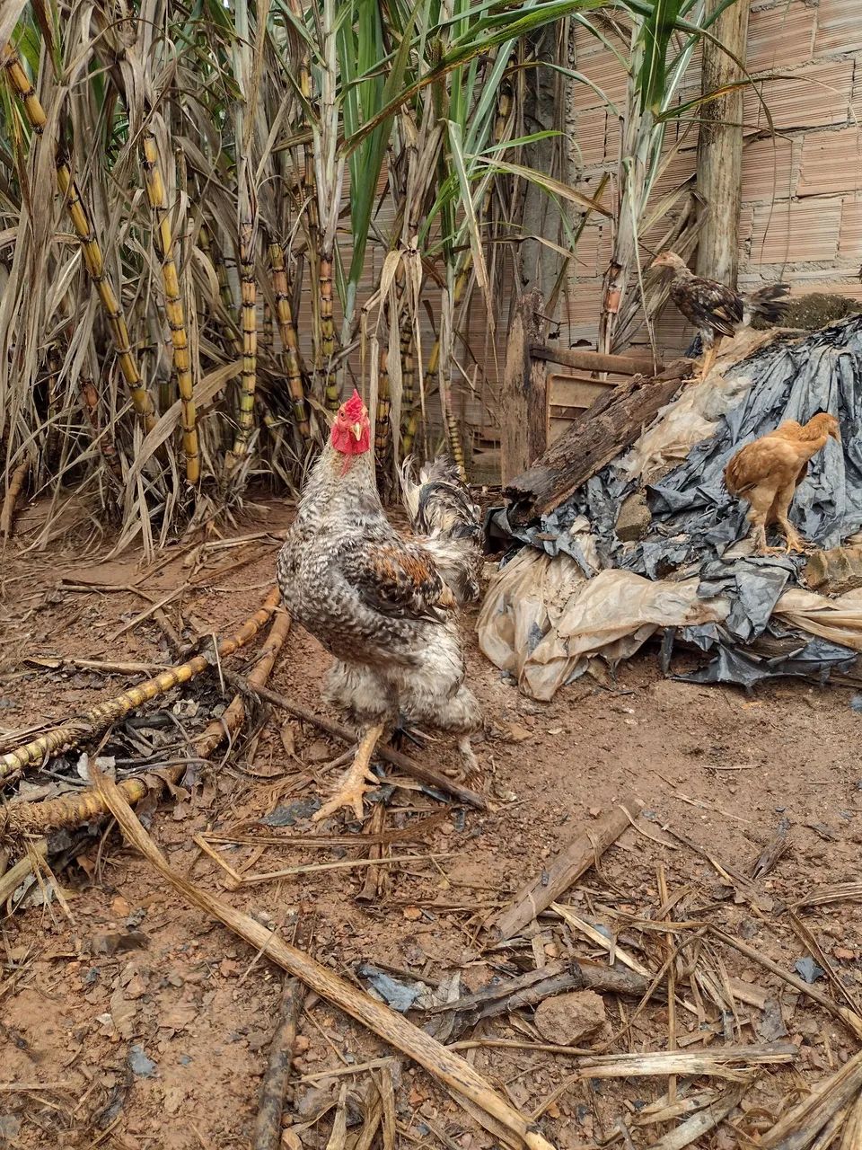 Galo  - Foto 6