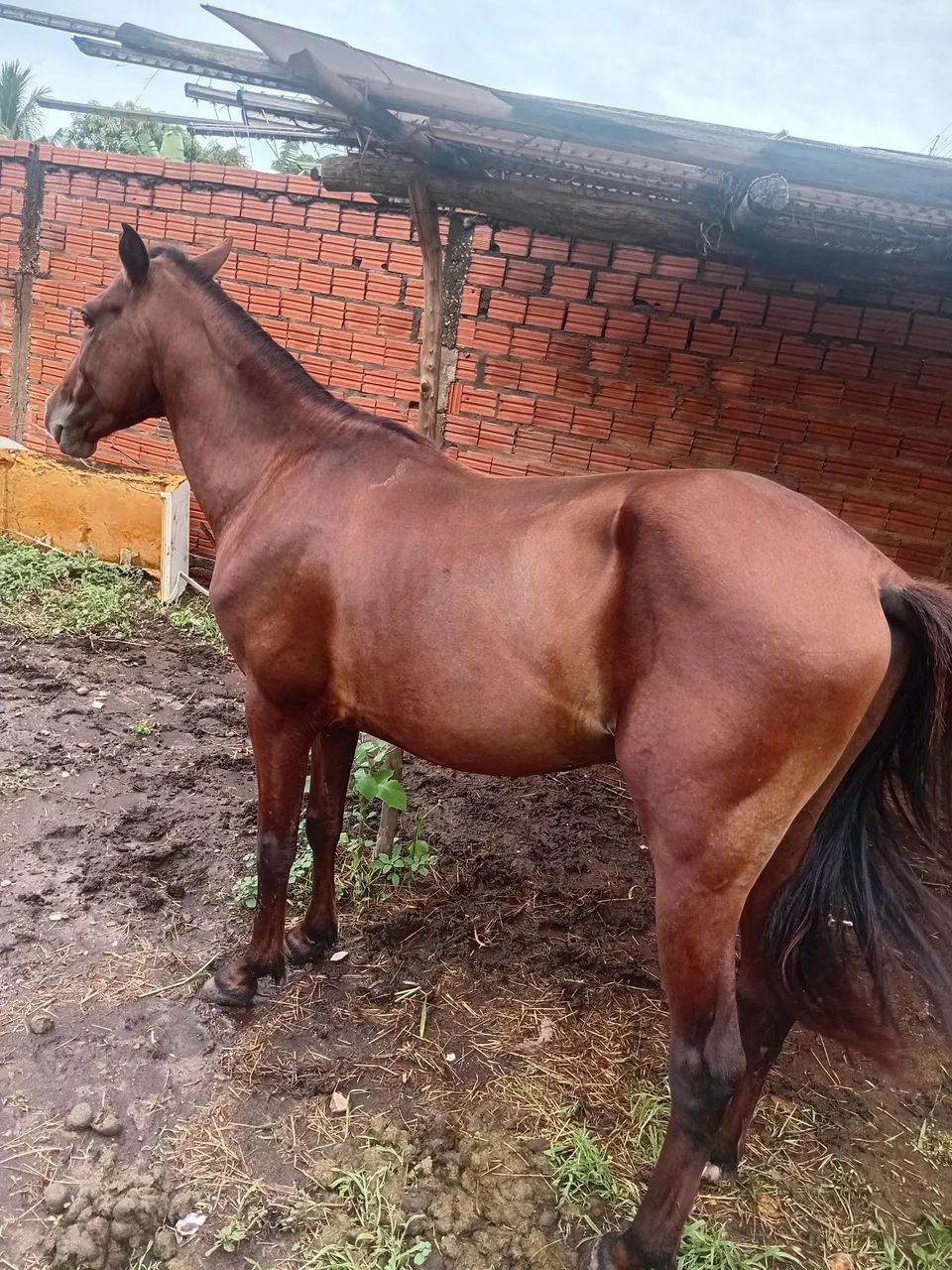 Cavalo pra venda ou troca  - Foto 3