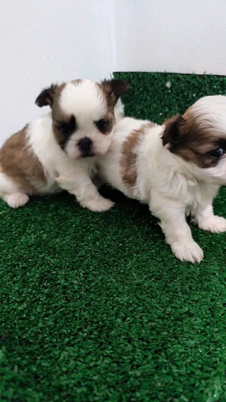Filhotes de shih-tzu 