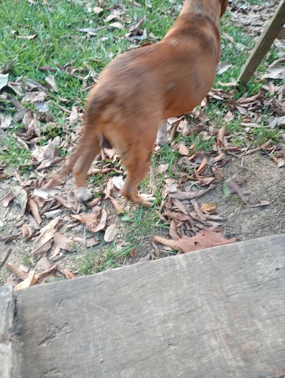 Cachorro - Foto 3