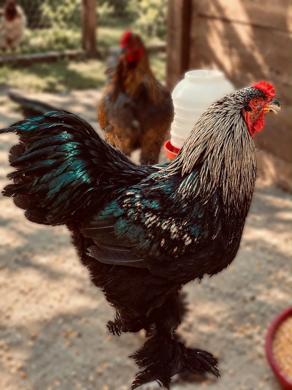 Galinha - Foto 3