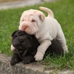 Sharpei Filhotes