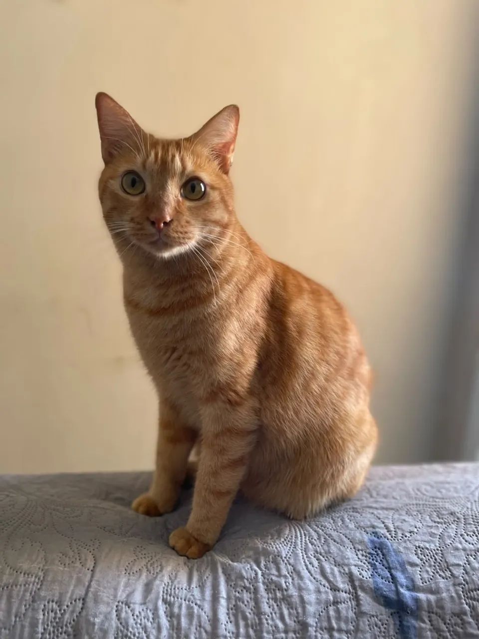 Para adoção, gatinho laranja  - Foto 3