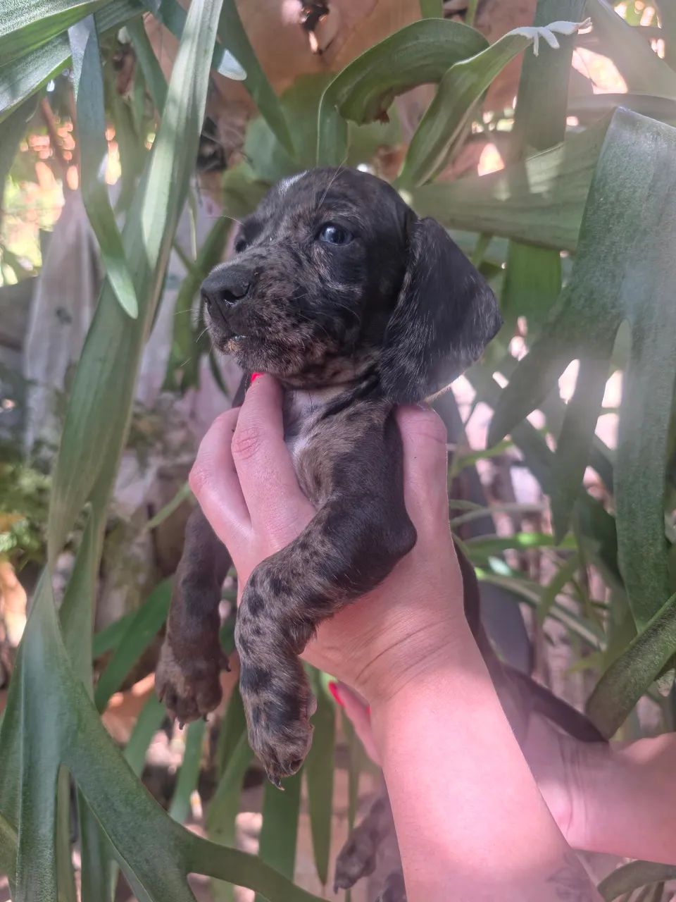 Dachshund , cofap, salsicha  - Foto 5