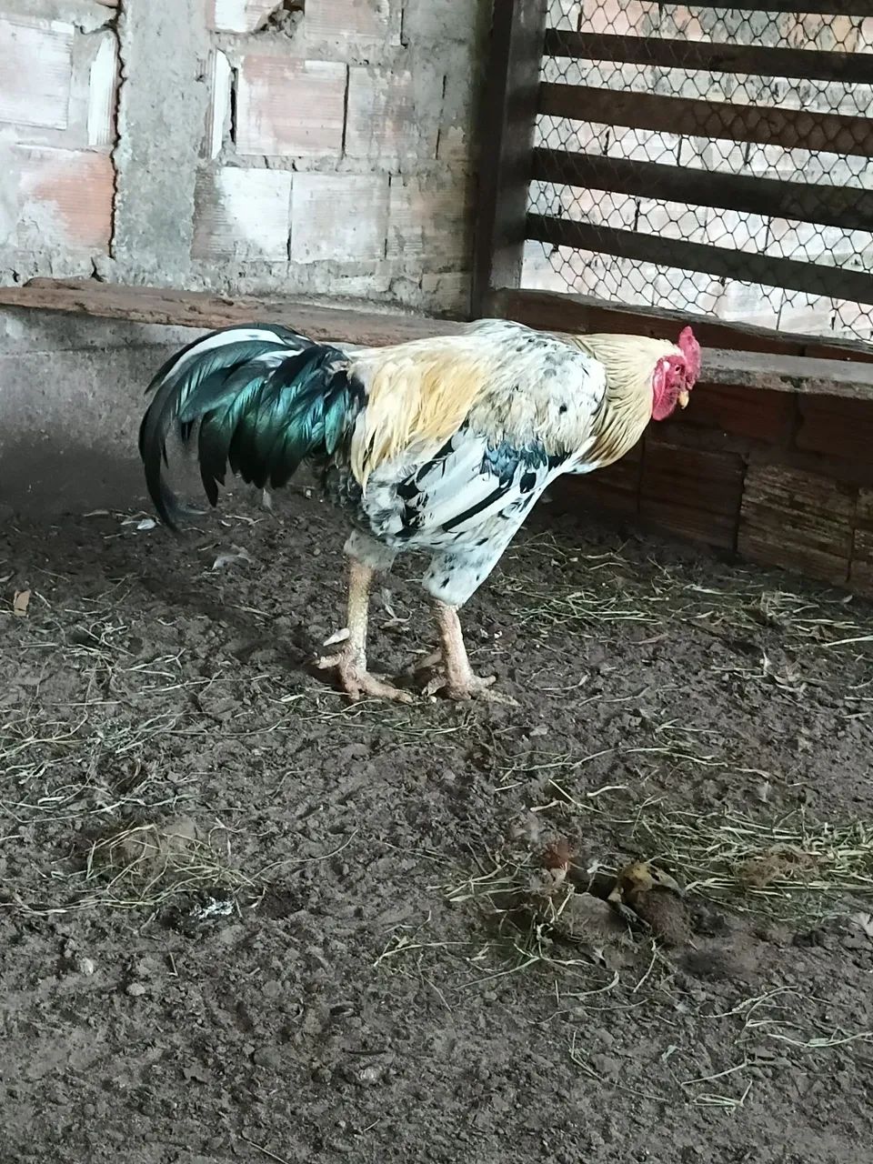 Vendo um lindo galo reprodutor